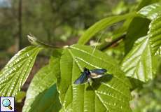 Männlicher Grüner Langfühler (Green Longhorn, Adela reaumurella)