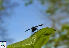 Männlicher Grüner Langfühler (Green Longhorn, Adela reaumurella)