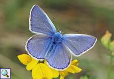 Männlicher Hauhechelbläuling (Common Blue, Polyommatus icarus)