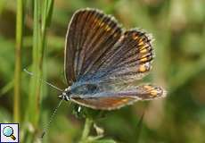 Weiblicher Hauhechelbläuling (Common Blue, Polyommatus icarus)