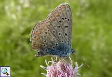 Hauhechelbläuling (Common Blue, Polyommatus icarus)