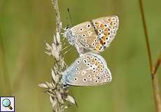 Hauhechelbläulings-Paarung (Common Blue, Polyommatus icarus)