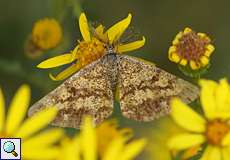 Männlicher Heidespanner (Common Heath, Ematurga atomaria)