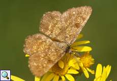 Männlicher Heidespanner (Common Heath, Ematurga atomaria)