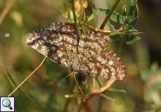 Weiblicher Heidespanner (Common Heath, Ematurga atomaria)