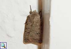 Heu-Staubeule (Pale Mottled Willow, Caradrina clavipalpis)