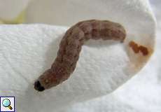 Raupe der Heu-Staubeule (Pale Mottled Willow, Caradrina clavipalpis)