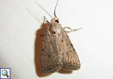 Heu-Staubeule (Pale Mottled Willow, Caradrina clavipalpis)