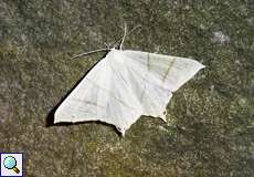 Holunderspanner (Swallow-tailed Moth, Ourapteryx sambucaria)