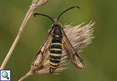 Hornklee-Glasflügler (Six-belted Clearwing, Bembecia ichneumoniformis)