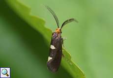 Incurvaria masculella (Feathered Diamond-back), Männchen