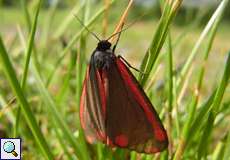 Jakobskrautbär (Cinnabar Moth, Tyria jacobaeae)