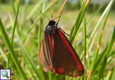 Jakobskrautbär (Cinnabar Moth, Tyria jacobaeae)