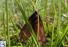 Jakobskrautbär (Cinnabar Moth, Tyria jacobaeae)