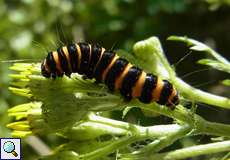 Raupe des Jakobskrautbärs (Cinnabar Moth, Tyria jacobaeae)