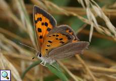 Kleiner Feuerfalter (Small Copper, Lycaena phlaeas)