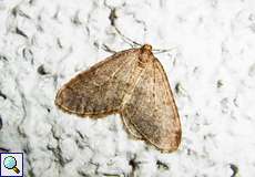 Männlicher Kleiner Frostspanner (Winter Moth, Operophtera brumata)