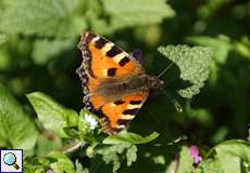 Kleiner Fuchs (Small Tortoiseshell, Aglais urticae)
