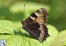 Kleiner Fuchs (Aglais urticae) auf dem Tippelsberg