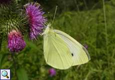 Kleiner Kohlweißling (Small White, Pieris rapae)