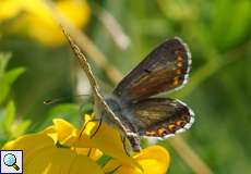 Kleiner Sonnenröschen-Bläuling (Brown Argus, Aricia agestis)