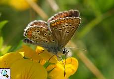 Kleiner Sonnenröschen-Bläuling (Brown Argus, Aricia agestis)