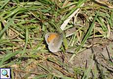 Kleines Wiesenvögelchen (Small Heath, Coenonympha pamphilus)
