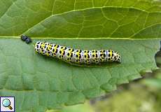 Raupe des Königskerzen-Mönchs (Mullein Moth, Shargacucullia verbasci)