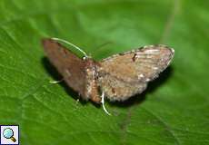 Kreuzkraut-Blütenspanner (Wormwood Pug, Eupithecia absinthiata)