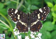 Landkärtchen (Map Butterfly, Araschnia levana f. prorsa), Sommergeneration