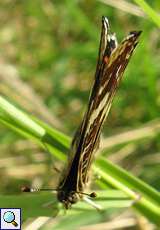 Landkärtchen (Map Butterfly, Araschnia levana f. prorsa), Sommergeneration