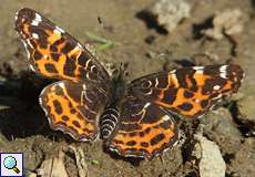 Landkärtchen (Map Butterfly, Araschnia levana f. levana), Frühlingsgeneration