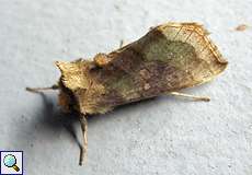 Messingeule (Burnished Brass, Diachrysia chrysitis)