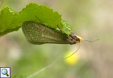 Nematopogon adansoniella, Männchen