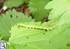 Raupe der Nessel-Schnabeleule (The Snout, Hypena proboscidalis)