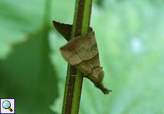 Nessel-Schnabeleule (The Snout, Hypena proboscidalis)