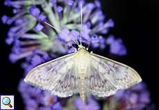 Nesselzünsler (Mother of Pearl, Pleuroptya ruralis)