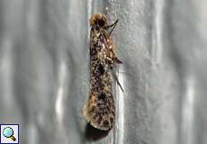 Niditinea fuscella (Brown-dotted Clothes Moth)