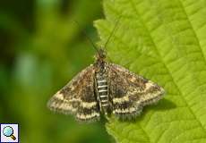 Olivbrauner Zünsler (Pyrausta despicata) auf dem Tippelsberg