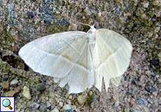 Perlglanzspanner (Light Emerald, Campaea margaritata), stark abgeflogen