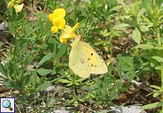 Männlicher Postillon (Clouded Yellow, Colias croceus)