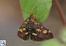 Purpurroter Zünsler (Pyrausta purpuralis) auf der Halde Rheinelbe