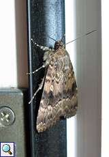 Pyramiden-Eule (Copper Underwing, Amphipyra pyramidea)