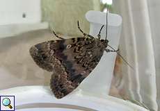 Pyramiden-Eule (Copper Underwing, Amphipyra pyramidea)