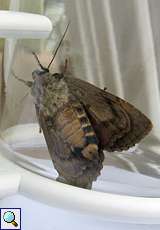 Pyramiden-Eule (Copper Underwing, Amphipyra pyramidea)