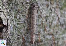 Larvensackröhre eines Röhren-Sackträgers (Large Birch Brigh, Taleporia tubulosa)