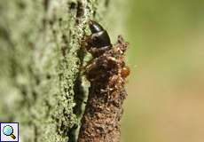 Raupe des Röhren-Sackträgers (Large Birch Brigh, Taleporia tubulosa) in ihrem Raupensack