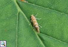 Rosskastanienminiermotte (Horse Chestnut Leaf-miner, Cameraria ohridella)