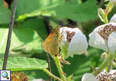 Rostfarbiger Dickkopffalter (Large Skipper, Ochlodes sylvanus)