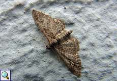 Rotgebänderter Blütenspanner (Double-striped Pug, Gymnoscelis rufifasciata)